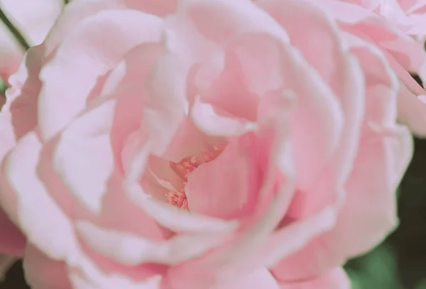 Chiuso Rose Flower Stile Vintage Giapponese Sfondo Natura — Foto Stock