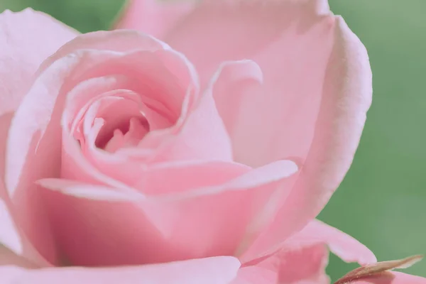 Closed Up Rose Flower on Japanese vintage style; Nature Background