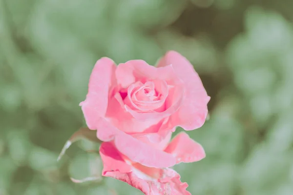 Chiuso Rose Flower Stile Vintage Giapponese Sfondo Natura — Foto Stock