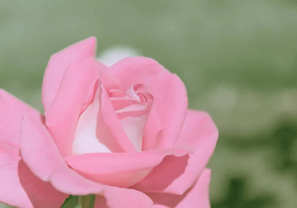Closed Up Rose Flower on Japanese vintage style; Nature Background