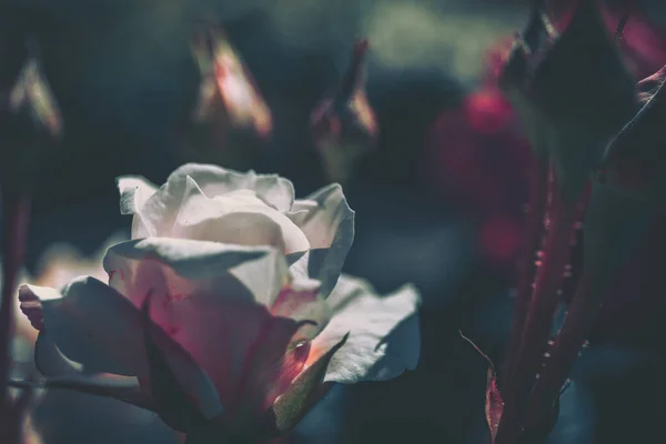 Stängt Upp Rose Blomma Med Vintage Stil Natur Bakgrund — Stockfoto
