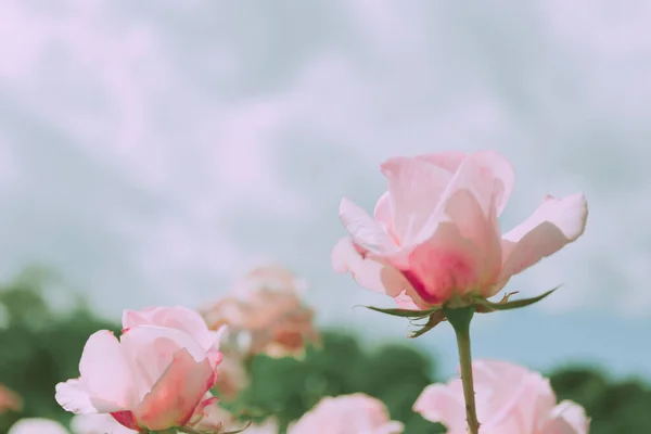 Closed Up Rose Flower on Japanese vintage style; Nature Background