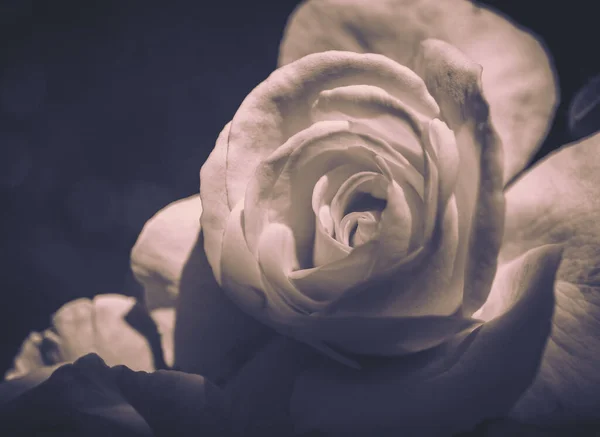 Закрита Квітка Троянди Вінтажним Стилем Фон Природи — стокове фото