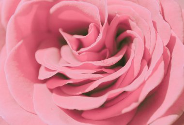 Rose Kapalı; Vintage Stili; Arkaplan veya doku