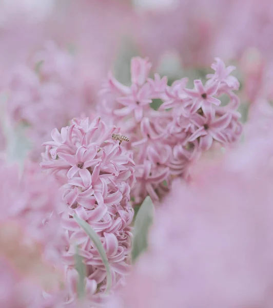 Rosa Hyazinthenblüten Hintergrund Oder Textur — Stockfoto