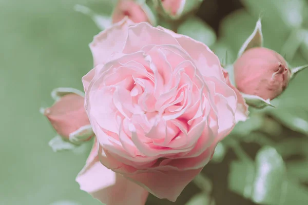 Розовый Цвет Винтажный Стиль Фон Текстура — стоковое фото