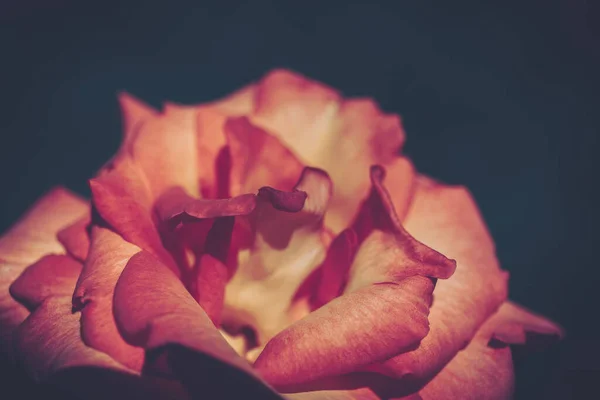 Rose Stängd Vintage Style Bakgrund Eller Konsistens — Stockfoto