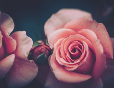 Rose Kapalı; Vintage Stili; Arkaplan veya doku