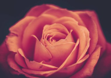 Rose Kapalı; Vintage Stili; Arkaplan veya doku