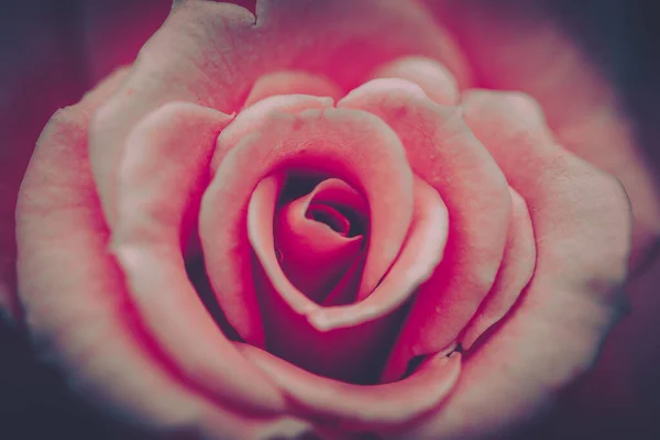 Розовый Цвет Винтажный Стиль Фон Текстура — стоковое фото