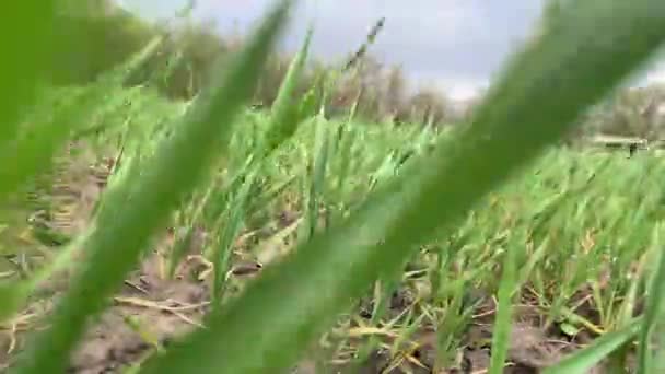 Campo Grano Video Vento Sfondo Della Campagna Sfondo Verde Estate — Video Stock