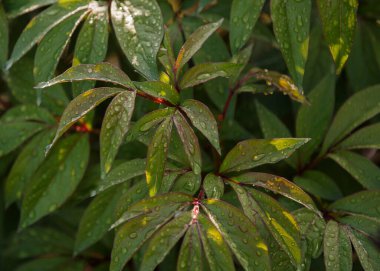 Güzel parlak şakayık yaprakları sabah, her amaç için harika bir tasarım. Çiçek arkaplan. İzole edilmiş yaprak çizim elementi. Yaz yeşili bahçe. Çiçek tasarımı