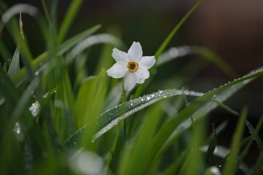 Çiçekli narsisli ot. Yeşil arka plan. Bahar arka planı. Resim seti.