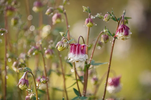 Aquilegia Ροζ Λουλούδια Πρωί Πράσινο Floral Φόντο Φόντο Καλοκαίρι — Φωτογραφία Αρχείου