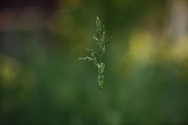 Πράσινο γρασίδι δροσιά στο φως φόντο. Καλοκαιρινή σκηνή. Θερινό πράσινο κήπο. Θερινό φόντο — Φωτογραφία Αρχείου