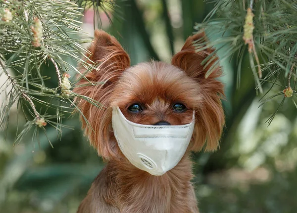 Koronavirus pes v lékařské ochranné masce izolovaný.Malé štěně York chodí v respirátoru a je smutný, protože virus na pozadí přírody Stock Snímky