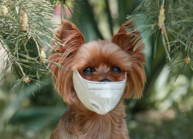 Coronavirus Maskeli Köpeği tecrit edildi. New York köpek yavrusu solunum cihazıyla yürüyor ve doğanın arka planına karşı gelen virüs yüzünden üzgün.