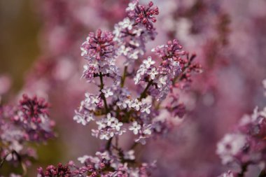 Dekorasyon tasarımı için pembe leylak kaplama. Arka plan, duvar kağıdı. Uzay arkaplanı. Güzel bahar bahçesi