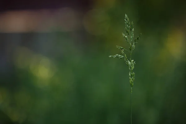 Green grass dav. Natural background. Зеленый фон. Природа. Солнечный день — стоковое фото