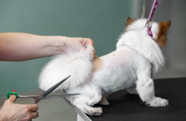  Beyaz küçük köpek. Groomer özel bir makasla bir chihuahua köpeğinin kuyruğunu keser. hafif bir arkaplanda
