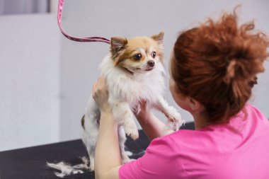  Usta tımarcı beyaz bir chihuahua köpeği kırptı ve onunla konuştu.