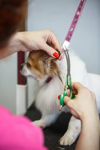 White small dog. Groomer shears wool a chihuahua dog with special scissors. on a light background