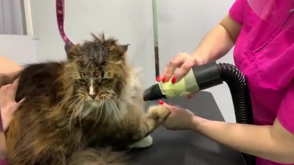 Video där den stora katten Maine Coon torkas med en hårtork efter bad. grooming salong — Stockvideo