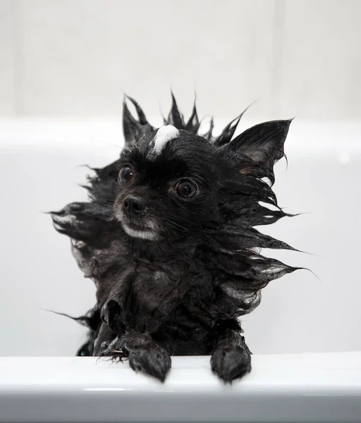 Malý černý plivátko se koupe v koupelně. vlna pokrytá šamponovou pěnou Royalty Free Stock Fotografie