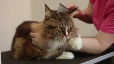  Büyük kedi Maine Coon 'un banyo yaptıktan sonra kuaförde tarandığı video. Bakım salonu