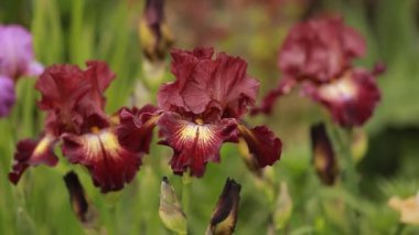  Sallanan süsen çiçekleri, her amaç için harika bir tasarım. Bahar arka planı. Botanik parmak izi. Yaz yeşili bahçe