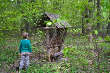 Karpatlar 'daki kayın ormanı.