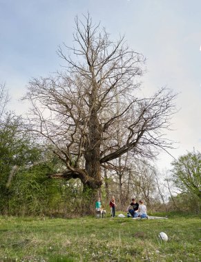 İlkbaharda büyük ağacın yanında dinlen.