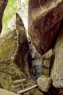 Dağ ormanlarının doğası hakkında.