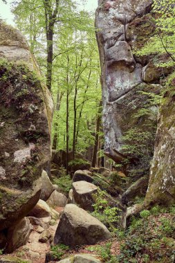 Dağ ormanlarının doğası hakkında.