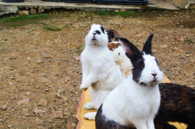 Bir grup siyah beyaz tavşan bir çiftlikte durup kameraya bakıyorlar..
