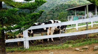 Sabah Ranau 'daki Dairy Farm' da inek otlağı yiyen inek..