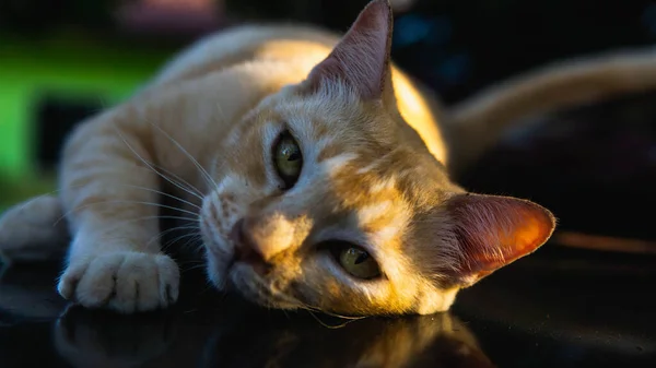 一只姜条纹可爱的流浪猫休息和躺在温暖的汽车罩上 背景上有晨光 动物和无家可归者概念 — 图库照片