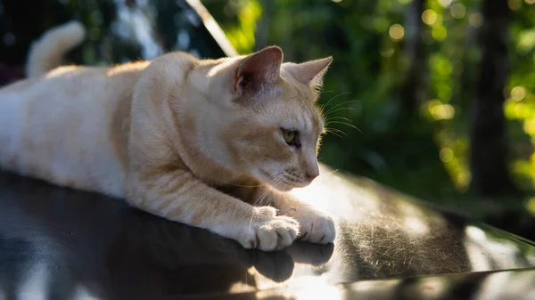 一只姜条纹可爱的流浪猫休息和躺在温暖的汽车罩上 背景上有晨光 动物和无家可归者概念 — 图库照片