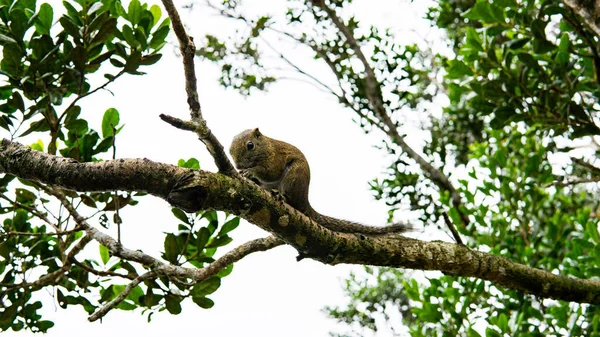 Egy Mókus Faágon Ebédet Eszik Kota Kinabalu Nemzeti Park Erdejében — Stock Fotó