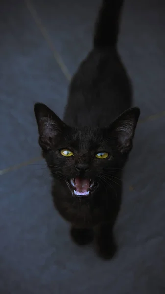 黒い毛皮と黄色の目をした猫の上からの眺めは カメラで口を開けている 青のハイライトと影の効果 可愛くて可愛い 審美的な色のグレーディング 選択的焦点 — ストック写真
