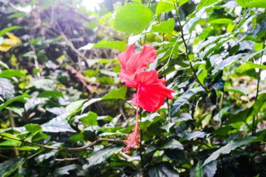 Vahşi kırmızı bir amber çiçeği ormanda yapayalnız..