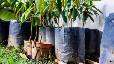 Kreşteki siyah bir çantada Durian ağaç çiftliği..