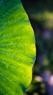 Güneş Işığı Fil Kulağı bitkileri, Colocasia ve Taro olarak da bilinir, sabah güneş ışığıyla. Güneydoğu Asya ve Hindistan 'ın alt kıtasında yetişen Araceae familyasının çiçek açan bitki cinsi..