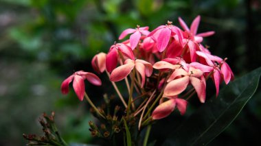 Pembe çiçek ve doğa arkaplanı.