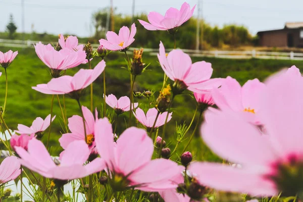 以绿草场为背景的园中密闭粉色宇宙之花 — 图库照片