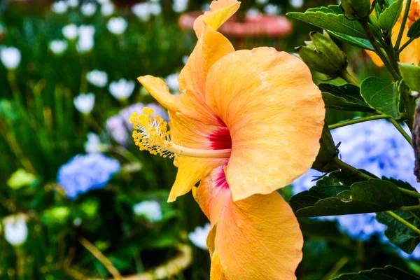Close Hibisco Amarelo Jardim — Fotografia de Stock