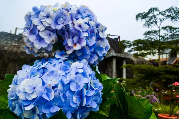 Kék Virág Kertben — Stock Fotó