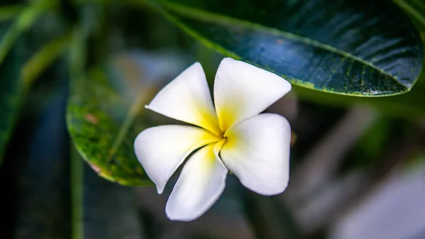 Uma Flor Branca Amarela Frangipani Plumeria Uma Árvore Durante Dia — Fotografia de Stock