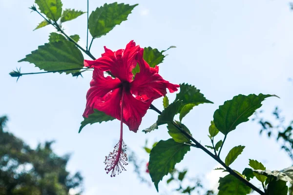 Egy Vörös Vad Gyönyörű Hibiszkusz Virág Erdőben — Stock Fotó