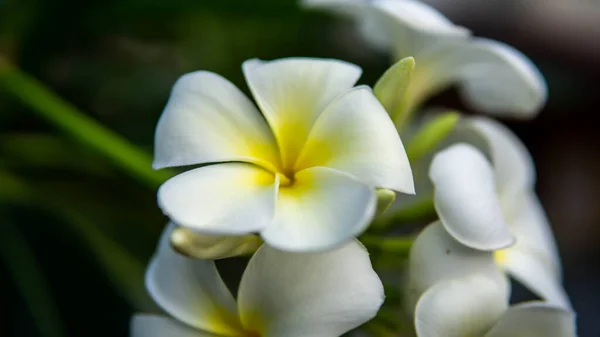 Sárga Fehér Virágok Egy Csoportja Frangipani Plumeria Egy Fán Egy — Stock Fotó